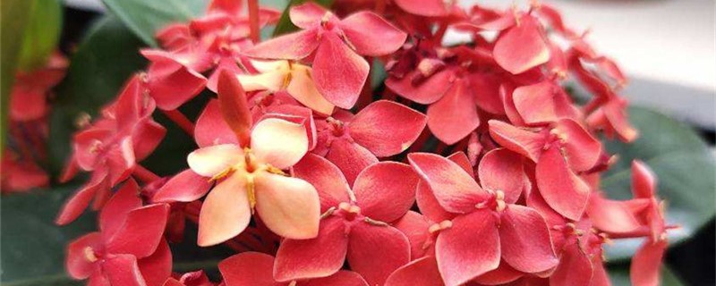 龙船花开花后怎么修剪