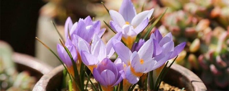 番红花用什么花盆种植