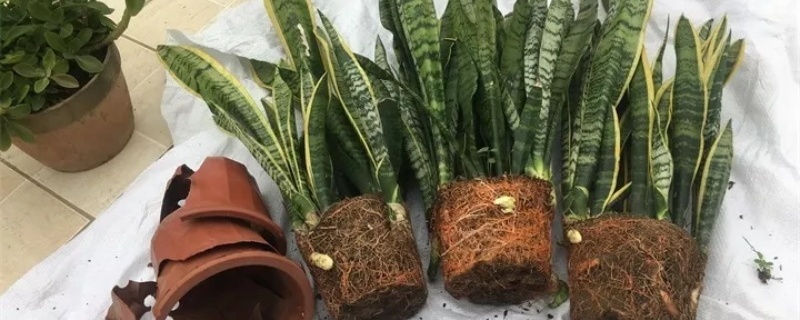 虎尾兰叶子烂了怎么办