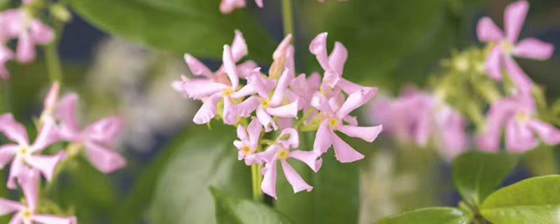 风车茉莉开花香吗
