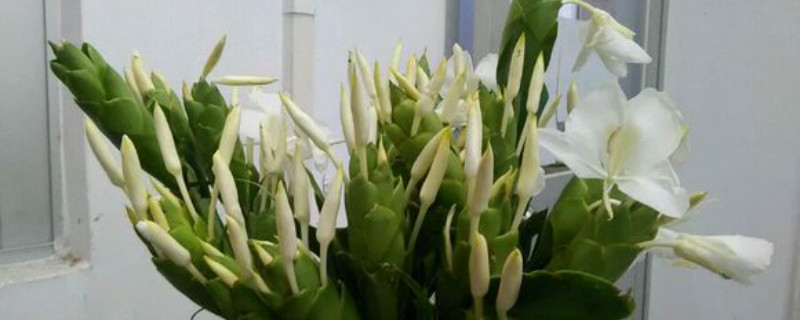 姜花用什么土种植