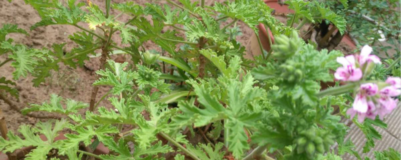 香叶天竺葵的种植方法，什么时候种植