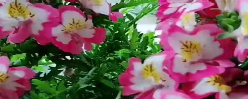 蛾蝶花怎么养殖，花期多久