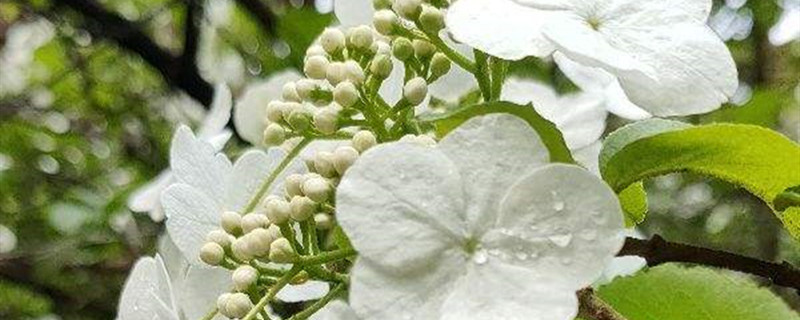 琼花是什么花,花语和寓意 琼花是什么花,花语和寓意