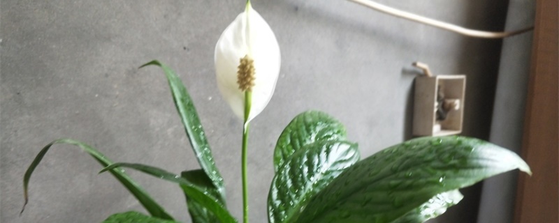 一帆风顺花叶子发黄怎么办，黄叶的原因