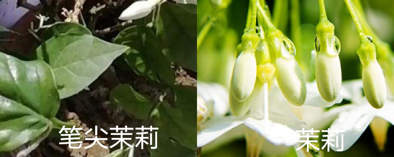 笔尖茉莉与一般茉莉区别