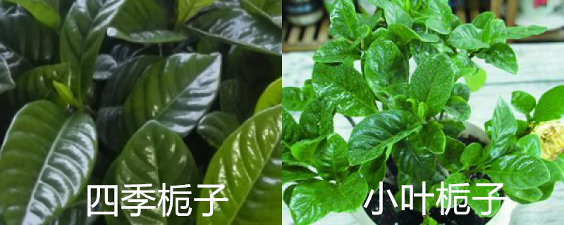 四季栀子花和小叶栀子区别