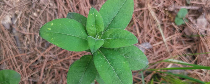 苍珠种植时间和方法