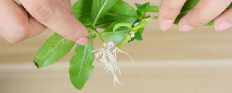 生根剂的作用和使用方法 生根剂的作用和使用方法