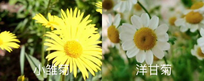 小雏菊和洋甘菊区别