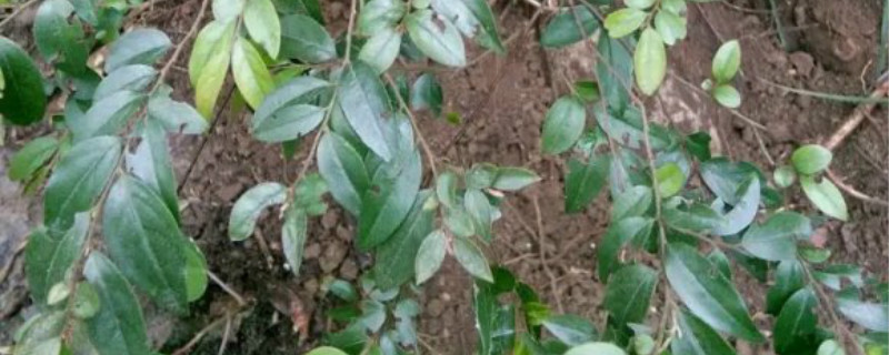 黑骨茶下山桩怎样栽桩
