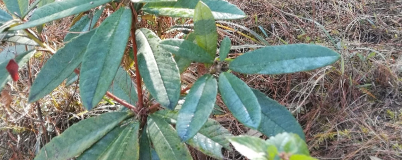 马樱花下山桩怎么养