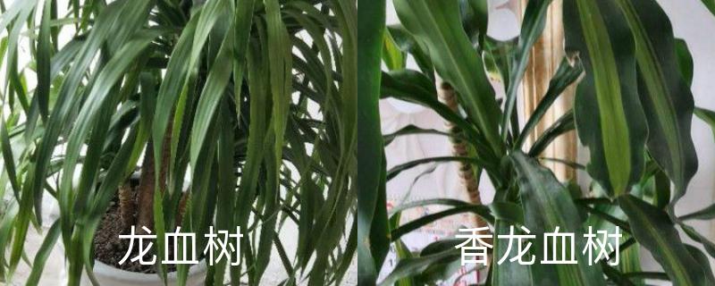 龙血树和香龙血树区别 龙血树和香龙血树区别