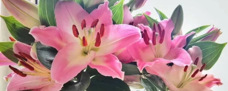 百合花发芽后的养护