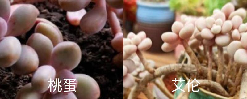 桃蛋和艾伦区别 桃蛋和艾伦区别