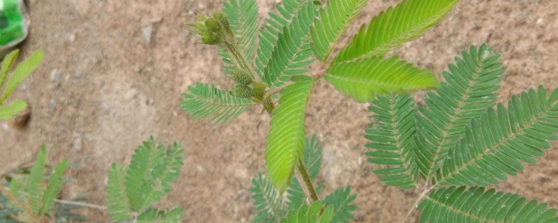 含羞草种子不泡种的出来吗