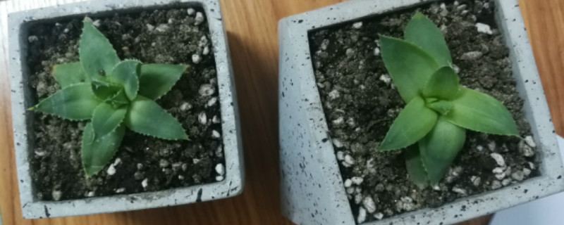 芦荟黄叶干叶尖怎么处理