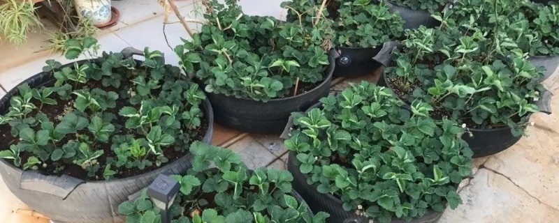 草莓怎么种植盆栽