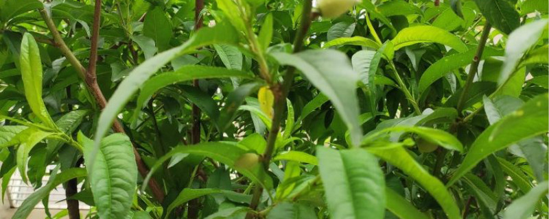 桃树如何使用芸苔素