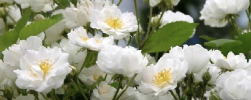 荼靡花语是什么意思