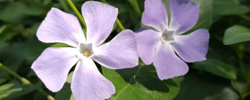 蔓长春花花语