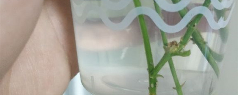 生根粉多久浇灌一次 生根粉多久浇灌一次