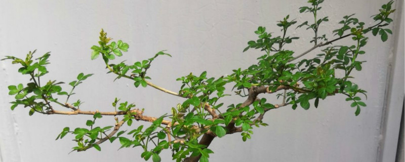 对节白蜡不发芽怎么办