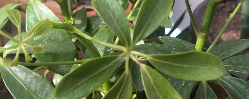 鸭掌木喜欢酸性还是碱性 鸭掌木喜欢酸性还是碱性