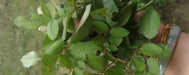 芽点是什么