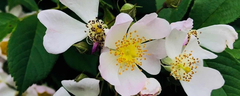 院子里可以种蔷薇花吗 院子里可以种蔷薇花吗