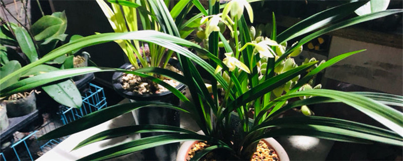 兰花植料南方最佳配方 兰花植料南方最佳配方