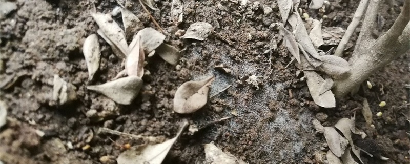 花盆里的土长毛了怎么处理