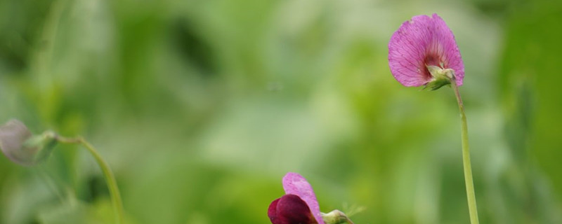 碗豆芽怎么发芽快