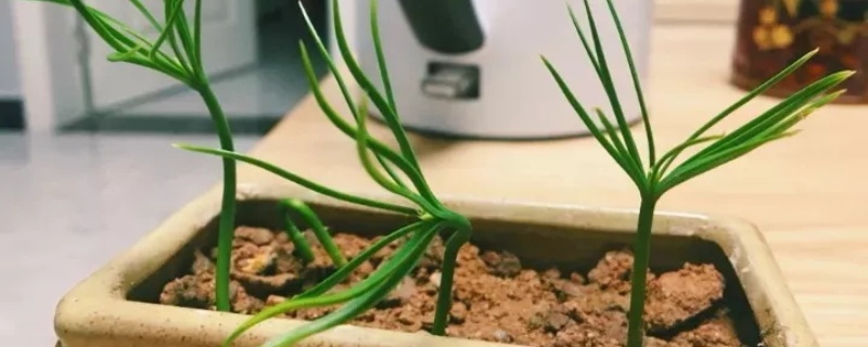 松子浸泡催芽方法