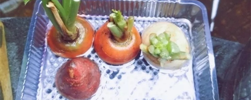 胡萝卜头可以种吗