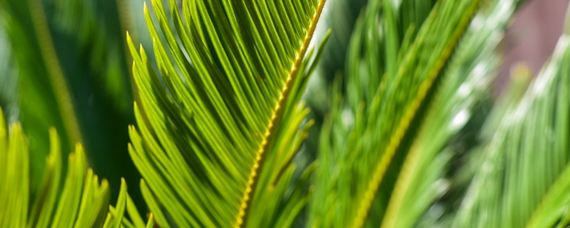 苏铁是蕨类植物吗