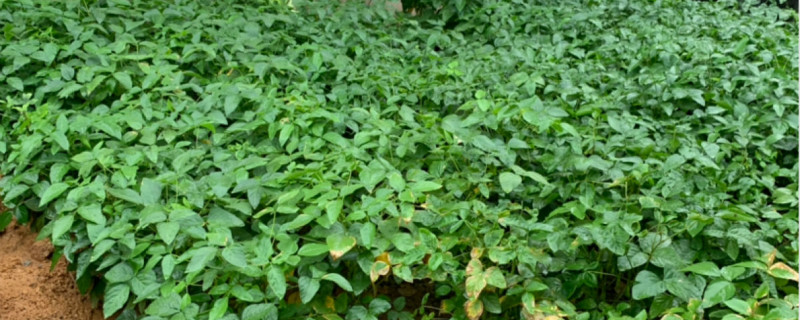 黄豆是单子叶还是双子叶植物