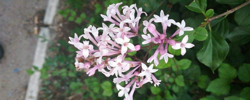 马路边上丁香花能吃吗 马路边上丁香花能吃吗