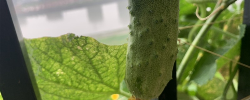 种瓜几月份最合适