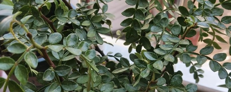 胡椒木叶片耷拉不精神
