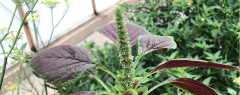 怎样种苋菜出得好又快 怎样种苋菜出得好又快