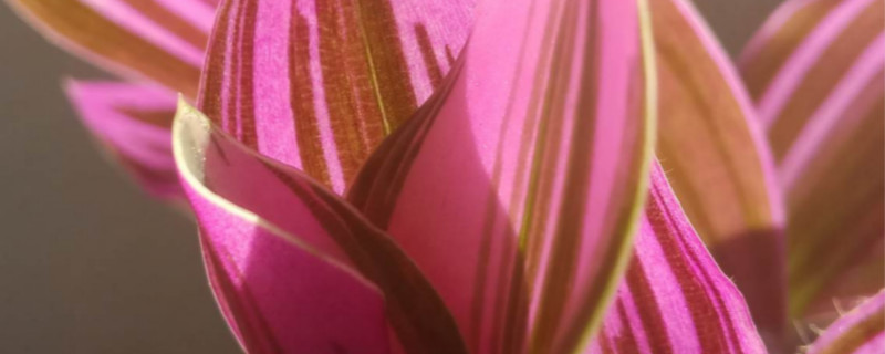 油画花怎么养
