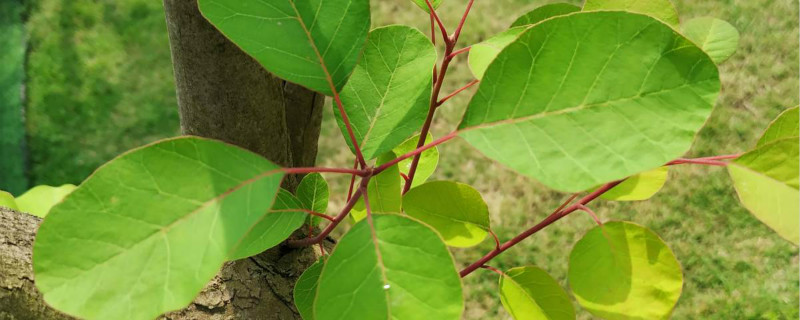 黄栌下山桩种植方法