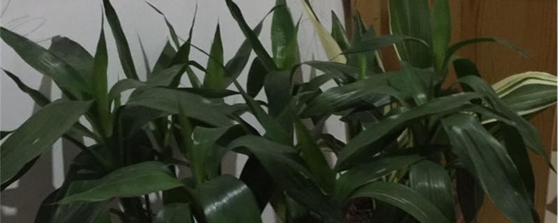 怎样水培富贵竹 怎样水培富贵竹