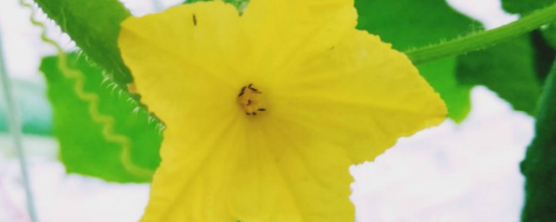 怎么种黄瓜种子