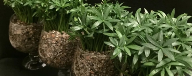 盆景叶上黏糊糊的一层油怎么回事 盆景叶上黏糊糊的一层油怎么回事