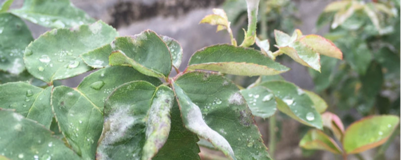 花得了白霜病怎么办 花得了白霜病怎么办