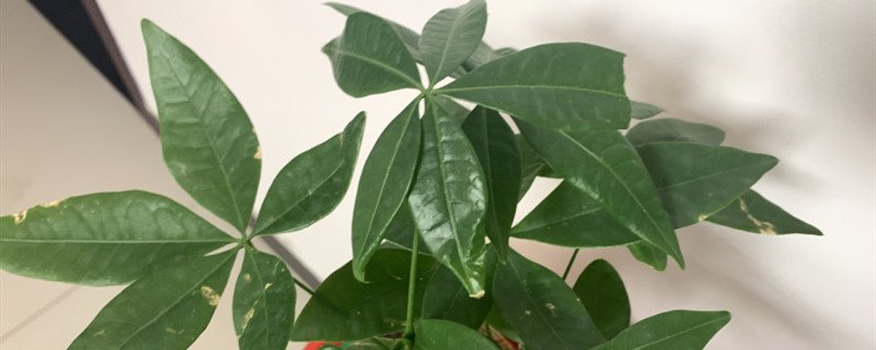 发财树软了还有救吗 发财树软了还有救吗