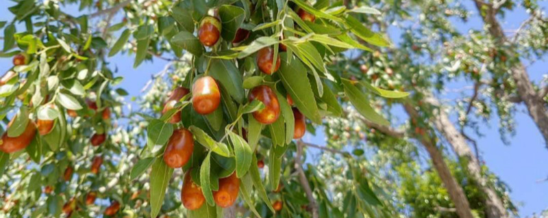 冬枣花期管理技术要点 冬枣花期管理技术要点