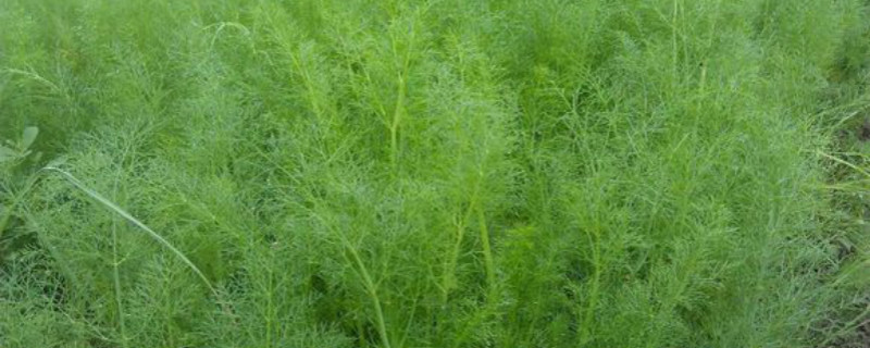 在家怎样种茴香